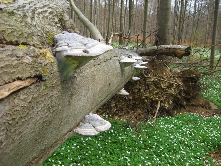 Abbildung: Das Foto zeigt in einem unbelaubten Wald einen umgestürzten Baum, an dessen Stamm Zunderschwamm-Pilze wachsen.