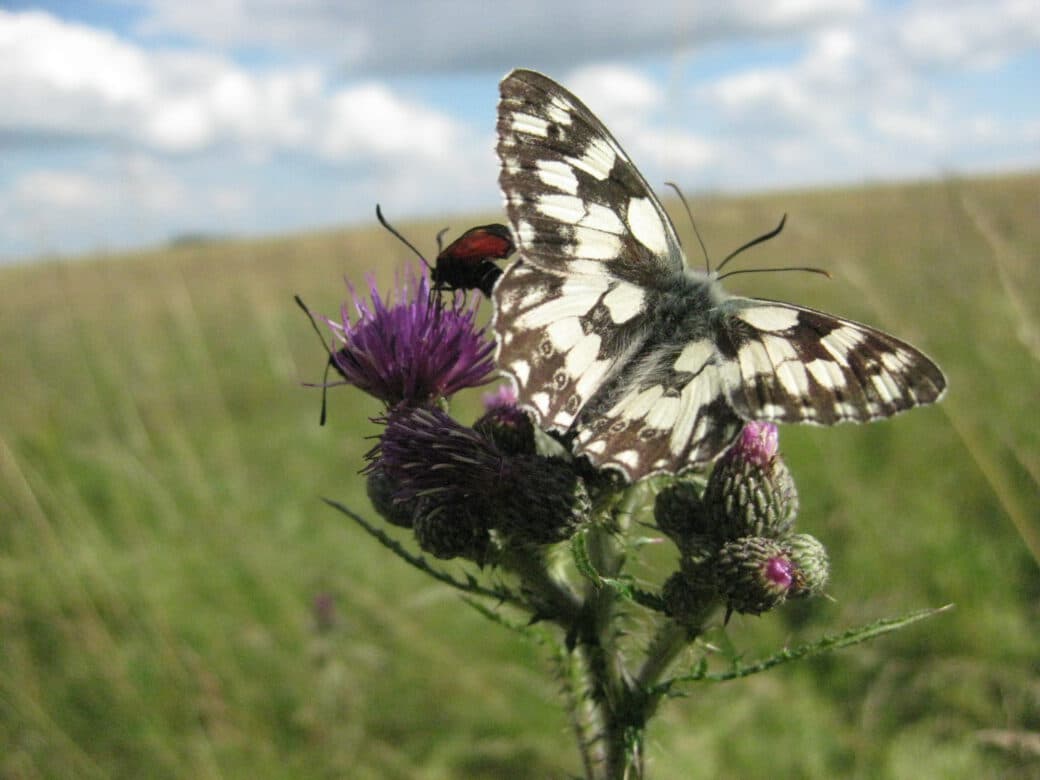 Abbildung: Das Foto zeigt einen Schachbrett-Schmetterling, der auf einer Wiesenklee-Blüte sitzt.