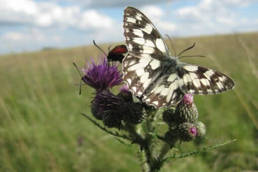 Abbildung: Das Foto zeigt einen Schachbrett-Schmetterling, der auf einer Wiesenklee-Blüte sitzt.