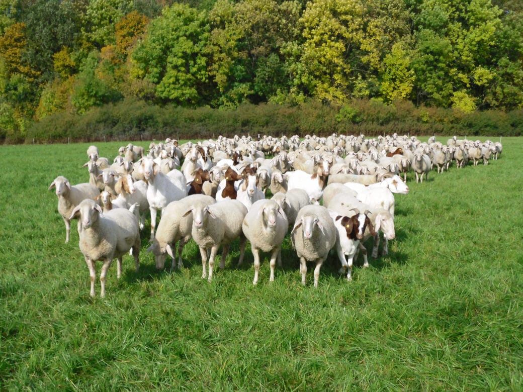 Abbildung: Das Foto zeigt eine Schafherde mit Ziegen dazwischen auf einer grünen Wiese. Im Hintergrund ist ein Laubwald mit beginnender herbstlicher Blattfärbung zu sehen.