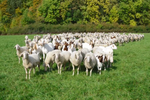 Abbildung: Das Foto zeigt eine Schafherde mit Ziegen dazwischen auf einer grünen Wiese. Im Hintergrund ist ein Laubwald mit beginnender herbstlicher Blattfärbung zu sehen.