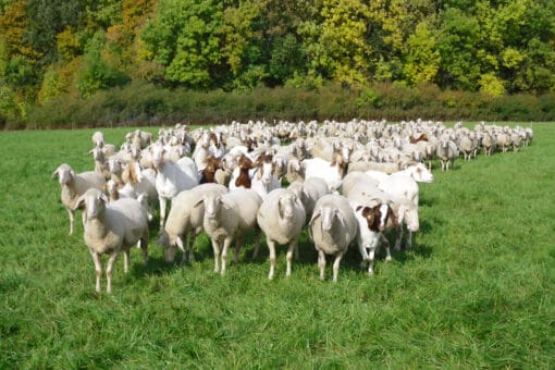 Figure: The photo shows a flock of sheep with goats between them on a green meadow. In the background you can see a deciduous forest with the beginning of autumn leaf color.