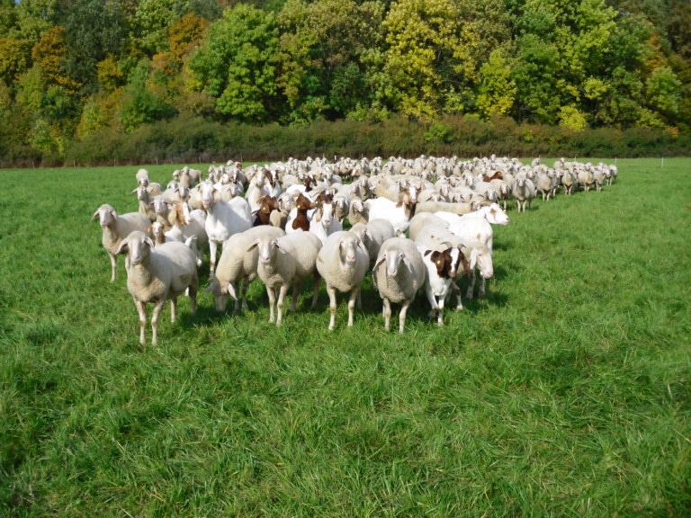 Abbildung: Das Foto zeigt eine Schafherde auf einer grünen Weide, im Hintergrund ist ein Wald zu sehen.