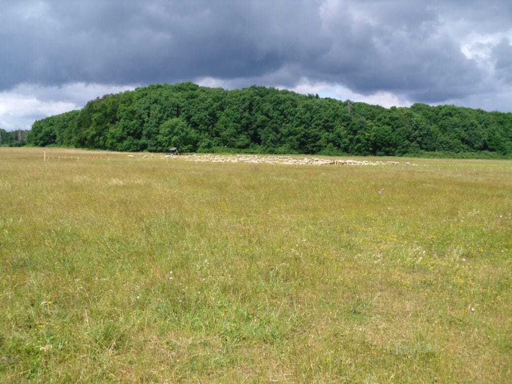 Abbildung: Das Foto zeigt eine Wiese im Sommer mit teils vertrocknetem Gras. Im Hintergrund ist ein Laubwald mit einer grasenden Schafherde davor zu sehen. Am Himmel hängen dunkelgraue Wolken.
