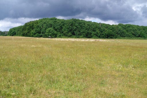 Abbildung: Das Foto zeigt eine Wiese im Sommer mit teils vertrocknetem Gras. Im Hintergrund ist ein Laubwald mit einer grasenden Schafherde davor zu sehen. Am Himmel hängen dunkelgraue Wolken.