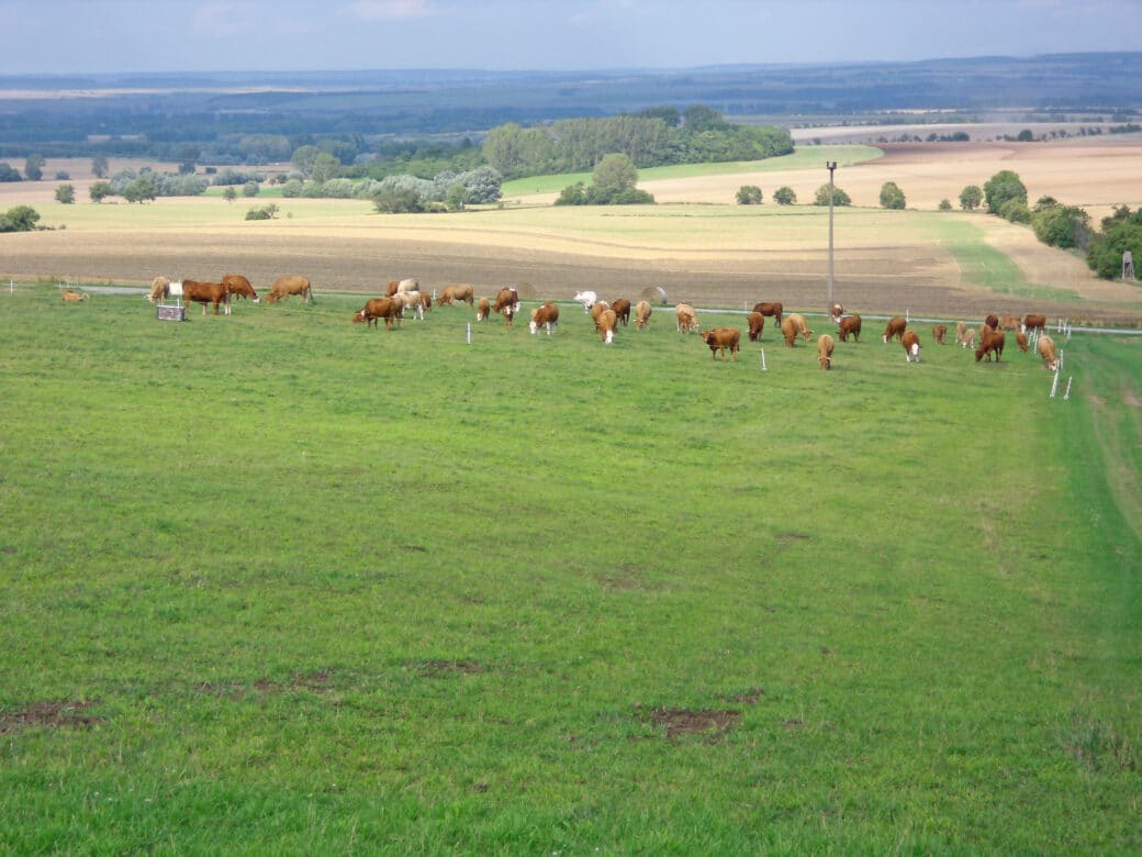 Abbildung: Das Foto zeigt eine Landschaft mit Weiden, Feldern, Baumreihen und Wäldern. Auf der Weide im Vordergrund des Fotos grast eine Herde brauner Rinder.