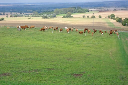 Abbildung: Das Foto zeigt eine Landschaft mit Weiden, Feldern, Baumreihen und Wäldern. Auf der Weide im Vordergrund des Fotos grast eine Herde brauner Rinder.