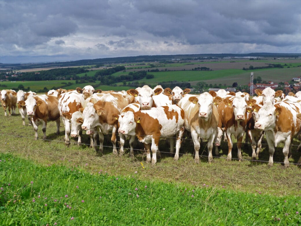 Illustration: The photo shows under dark clouds a sunlit herd of white-brown cattle on a meadow behind an electric fence. In the background a landscape with meadows, fields and forests can be seen.