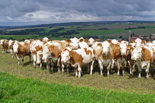 Illustration: The photo shows under dark clouds a sunlit herd of white-brown cattle on a meadow behind an electric fence. In the background a landscape with meadows, fields and forests can be seen.