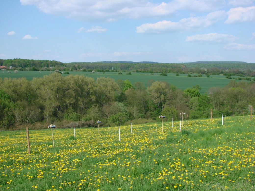 Abbildung: Das Foto zeigt eine Frühlingswiese mit blühendem Löwenzahn.
Im Boden stecken Holzpfähle und Stangen, zwischen denen Drähte zum Abgrenzen von Bereichen gespannt sind. Im Hintergrund sind Baumreihen, grüne Felder und bewaldete Hügel unter einem blauen Himmel mit Wolken zu sehen.