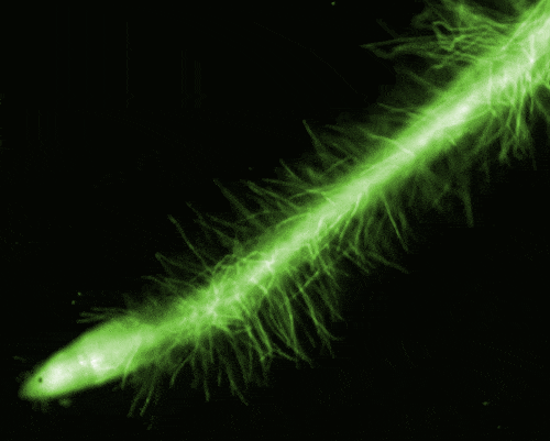 Abbildung: Das makroskopische Foto zeigt in leuchtend grüner Farbe die Haare einer Wurzel vor einem schwarzem Hintergrund.
