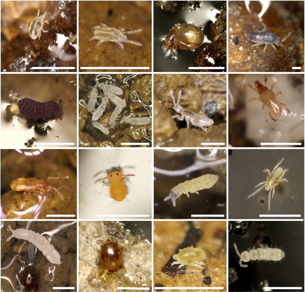 Abbildung: Die Collage umfasst sechzehn Fotos bodenlebender Acari und Collembola, die aus einer Mikro-Arthropoden-Probe aus den Grünländern der Biodiversitäts-Exploratorien stammen.