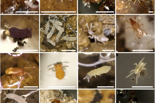 Abbildung: Die Collage umfasst sechzehn Fotos bodenlebender Acari und Collembola, die aus einer Mikro-Arthropoden-Probe aus den Grünländern der Biodiversitäts-Exploratorien stammen.