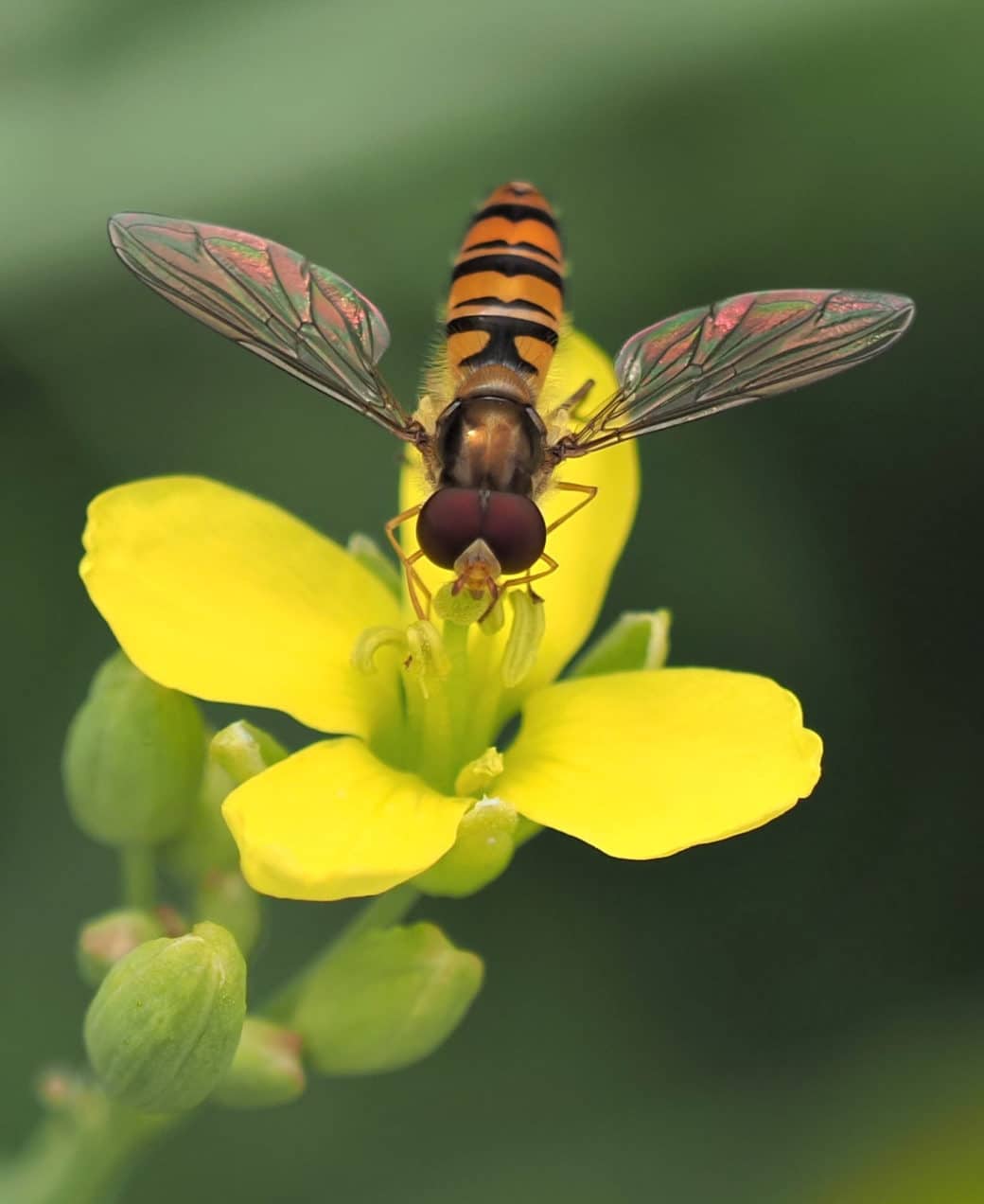 Abbildung: Das Foto zeigt von oben aufgenommen eine Hain-Schwebfliege, lateinisch Episyrphus balteatus, die mit ausgebreiteten Flügen auf einer gelben Blüte sitzt und Nektar aufnimmt.