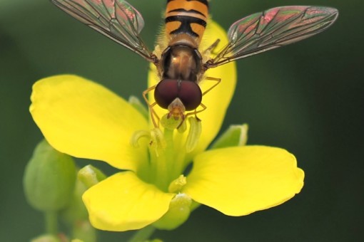 Abbildung: Das Foto zeigt von oben aufgenommen eine Hain-Schwebfliege, lateinisch Episyrphus balteatus, die mit ausgebreiteten Flügen auf einer gelben Blüte sitzt und Nektar aufnimmt.