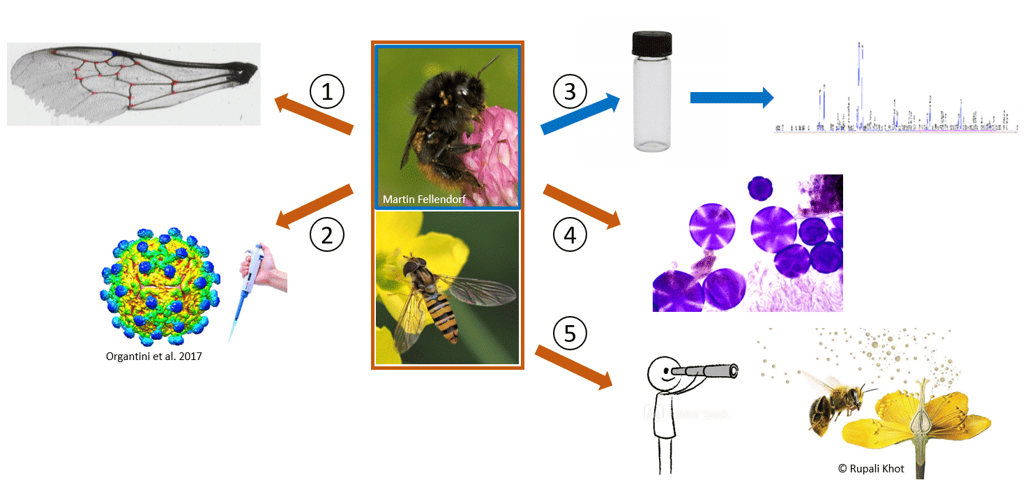 Picture: The diagram contains information on the work steps involved in recording pollinator health and pollination performance of captured specimens of stone bumblebees, Latin Bombus lapidarius, and grove hoverflies, Latin Episyrphus balteatus. Work step 1 is the analysis of wing asymmetry between the right and left forewing of the animals. Step 2 is the analysis of total virome as well as the prevalence of selected viruses. Step 3 is, for Bombus lapidarius, the analysis of cuticular pheromones of all individuals. Step 4 is analyses of the amount and diversity of carried pollen. Step 5 is the observation of pollinator behaviour on all grassland plots.