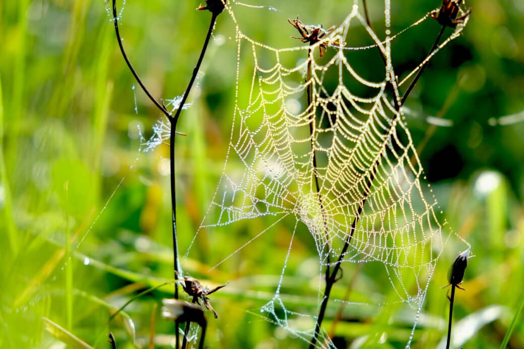 Die Exploratorien im Hessichen Rundfunk mit einem Beitrag zum Insektensterben in Wäldern