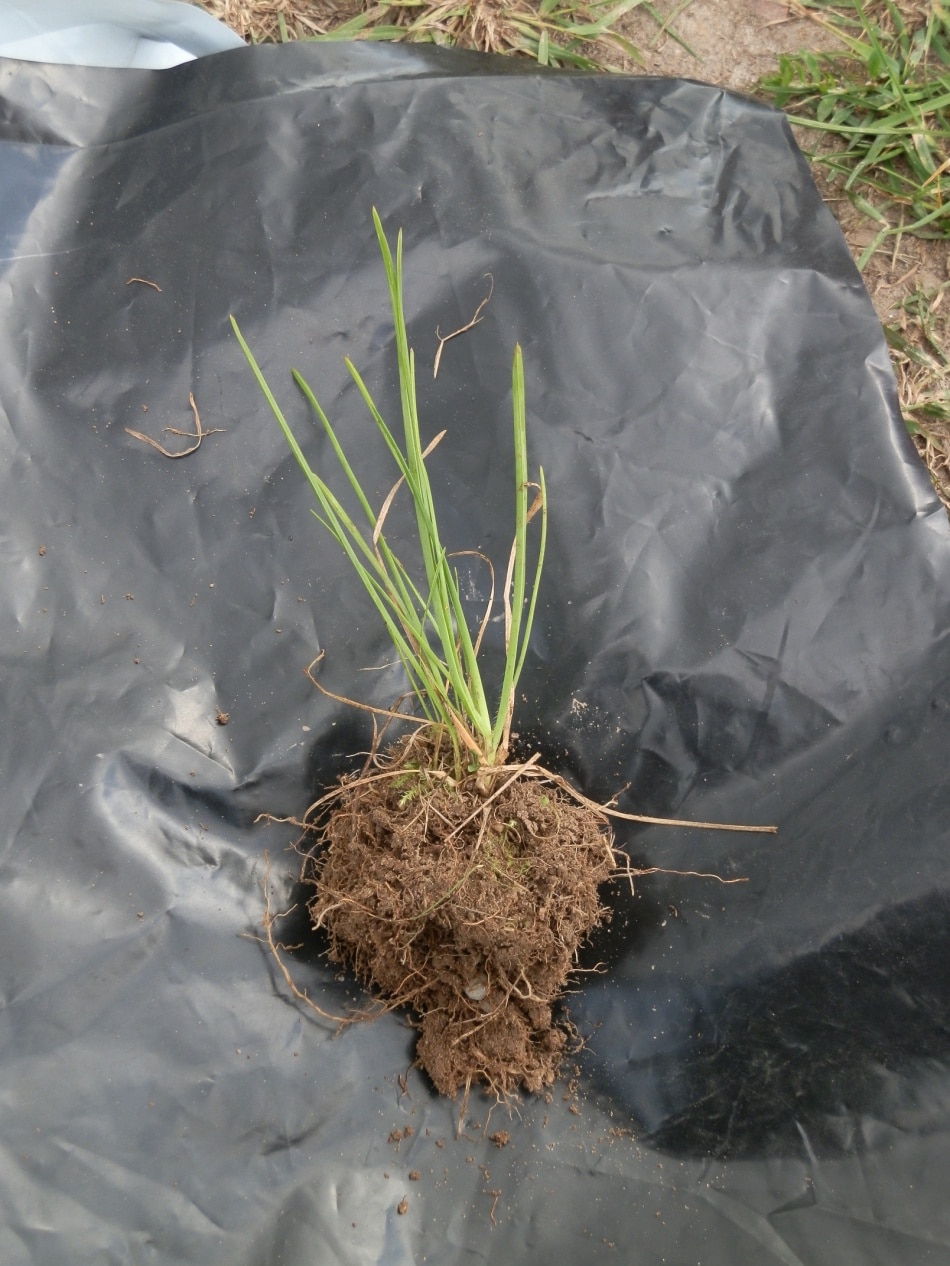 Picture: The photo shows a ball of earth on a dark grey tarpaulin from which a plant of the species downy meadow oat, Latin Helictotrichon pubescens, is growing out.