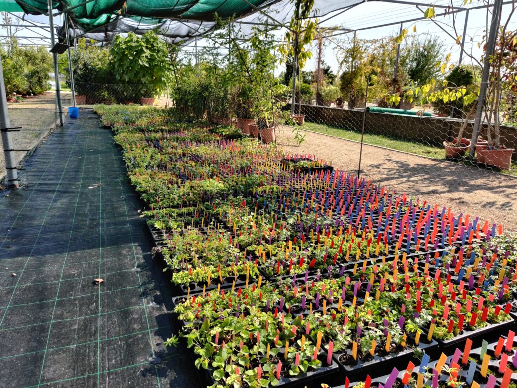 Picture: The photo shows an area of the science garden of the Johann Wolfgang Goethe University in Frankfurt am Main on a sunny day. Plants are parked in the area shown. The area is surrounded by a scaffolding about two to three metres high, on which there are foils that can be pulled over the parking areas to protect them from the sun and precipitation. In the background, tall growing plants in large flower pots can be seen. In the foreground is a rectangular area several metres long between two paths on the left and right of the picture. The ground is covered with a black foil. On top of the foil are a large number of so-called "multi-trays", which are rectangular black tray-like collection containers with recesses for holding 54 plants each in 6 by 9 rows. The containers are visually very reminiscent of baking tins for muffins. All containers are filled and contain the five thousand three hundred and eighty-eight plants collected in the "Herbadapt" project. In each well of the multitrays, there is a labelled coloured strip in red, orange, blue or purple in the soil to identify the plant.