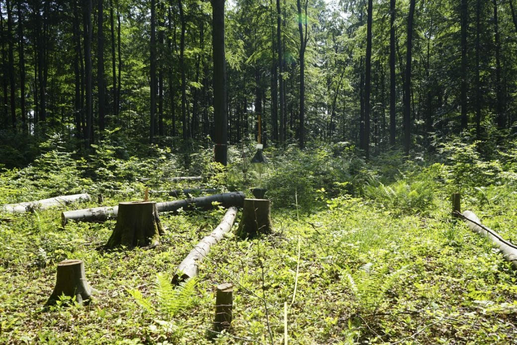 Picture: The photo shows an exposed area of tree stumps and deadwood logs lying on the ground in a forest in summer.