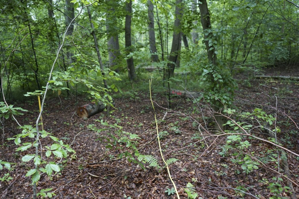 Abbildung: Das Foto zeigt in einem sommerlichen Wald ein Areal mit Stücken von Totholzstämmen auf dem Boden.