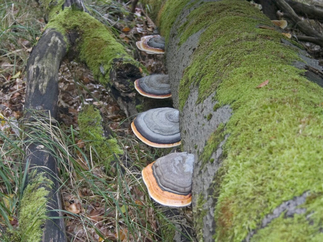 Figure: The photo shows a moss overgrown deadwood tree trunk with tinder fungi growing on its side.