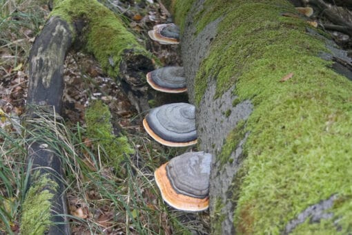 Abbildung: Das Foto zeigt einen moosüberwucherten Totholz-Baumstamm, an dessen Seite Zunderschwamm-Pilze wachsen.