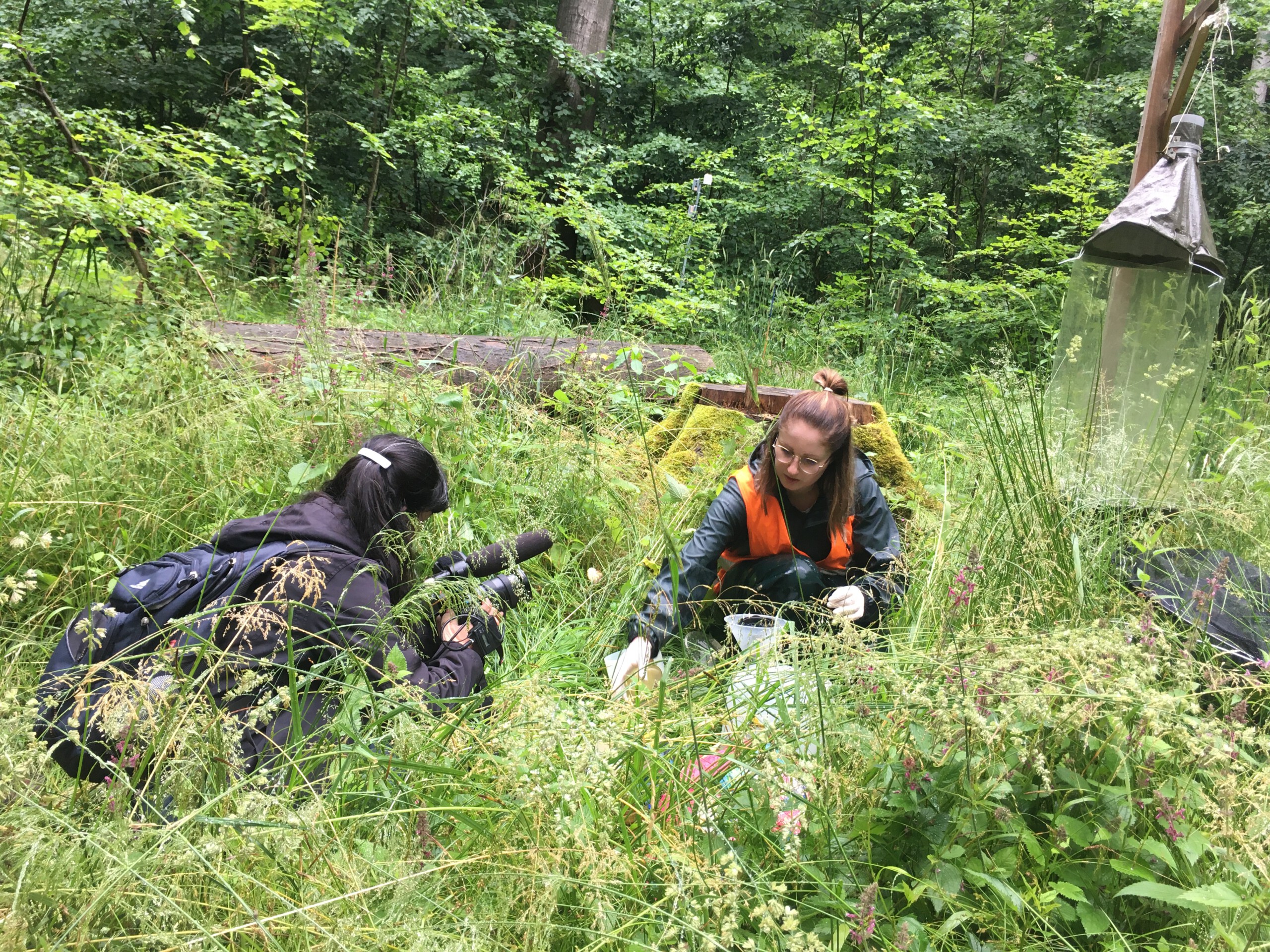 Insect decline: Arte film team shoots about it at the Hainich exploratory