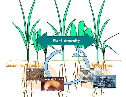 Abbildung: Die Grafik zeigt Zusammehänge auf zwischen Pflanzenvielfalt, Boden-Insekten und Mykorrhiza.