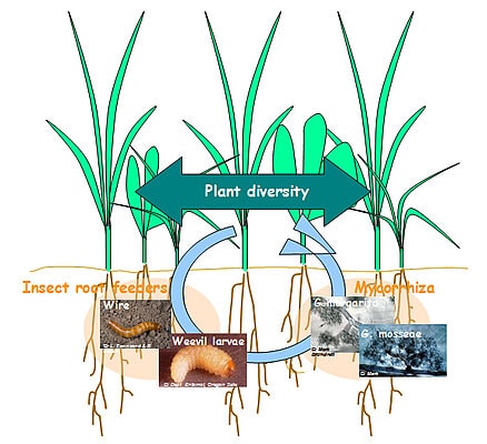 Abbildung: Die Grafik zeigt Zusammehänge auf zwischen Pflanzenvielfalt, Boden-Insekten und Mykorrhiza.
