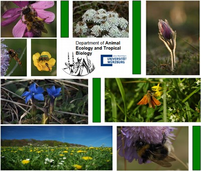 Abbildung: Die Collage zeigt neun Fotos verschiedener Blüten und Insekten.
