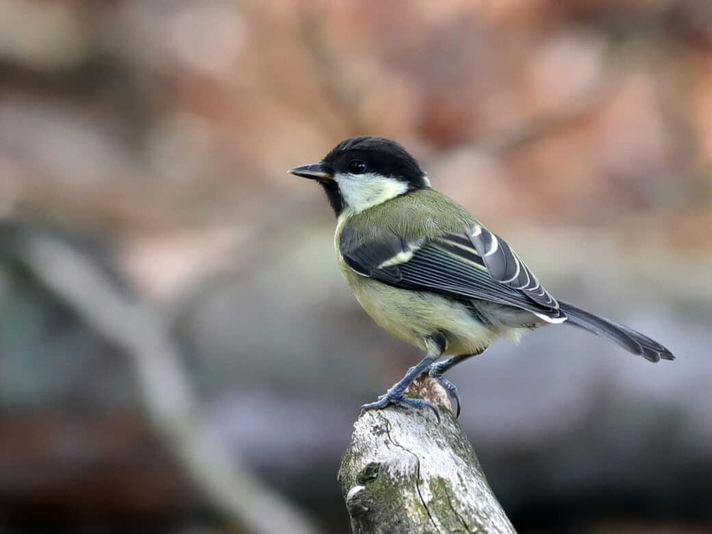 Figure: The photo shows a great tit sitting on a branch