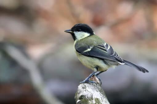 Figure: The photo shows a great tit sitting on a branch