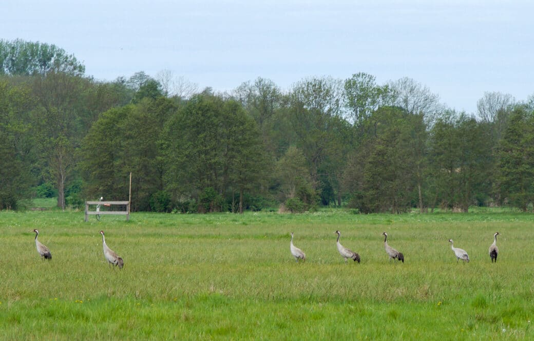 Figure: The photo shows seven cranes on a meadow. In the background a climate measuring station and a deciduous forest can be seen.