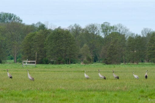 Abbildung: Das Foto zeigt sieben Kraniche auf einer Wiese. Im Hintergrund sind eine Klimamess-Station und ein Laubwald zu sehen.