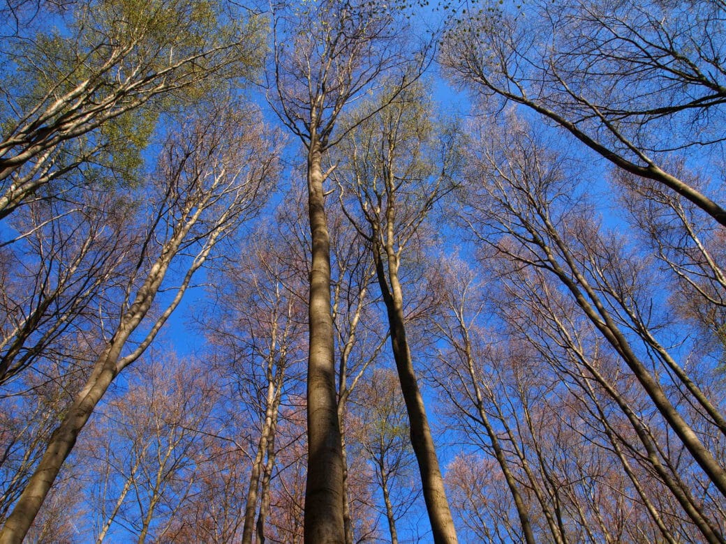 Abbildung: Das Foto zeigt in einem herbstlichen Wald von unten nach oben fotografiert mehrere Rotbuchen vor blauem Himmel, deren Kronen fast keine Blätter mehr tragen.