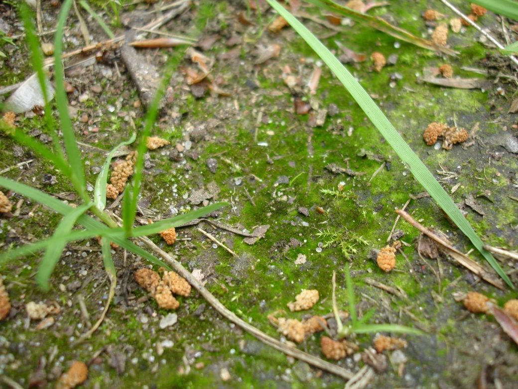 Picture: The photo looking down shows a close-up of a soil crust.