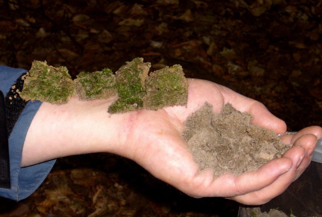 Abbildung: Das Foto zeigt Stücke von Bodenkrusten, die auf einer offenen Handfläche, einem Handgelenk und auf Teilen eines Unterarms aufgereiht sind.
