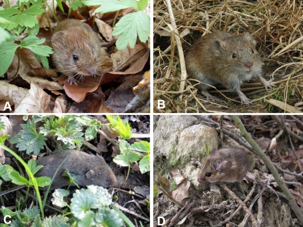 Abbildung: Die Collage enthält vier Fotos von Mäusen aus der Hainich-Dün-Region. Foto 1 zeigt eine Rötelmaus, lateinisch Clethrionomys glareolus. Foto 2 zeigt eine Feldmaus, lateinisch Microtus arvalis. Fot 3 zeigte eine Kleinwühlmaus, lateinisch Microtus subterraneus. Foto 4 zeigt eine Waldmaus, lateinisch Apodemus sylvaticus.