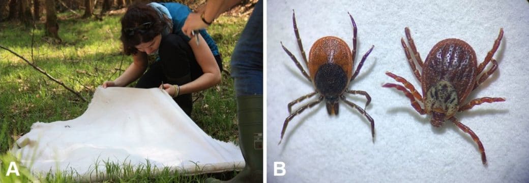Picture: The collage contains two photos. Photo 1 shows a young female scientist in a stooped position in a clearing in the summer forest, scanning a tick flag made of white fabric lying on the ground for ticks. Photo 2 shows a close-up of two female ticks, Ixodes ricinus on the left and Dermacentor reticulatus on the right, on a white background.
