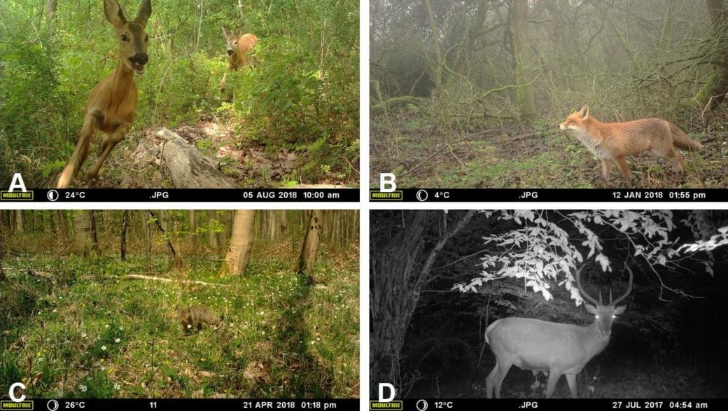 Picture: The collage contains four photos of large mammals taken by wildlife cameras. Photo 1 shows two roe deer, Latin Capreolus capreolus, running between bushes in a summer forest towards the camera. Photo 2 shows a red fox, Latin Vulpes vulpes, standing in a clearing in front of dead wood and looking to the left. Photo 3 shows a European wildcat, Latin Felis silvestris, stalking in the grass of a summer forest. Photo 4 shows in black and white a night shot of a red deer, Latin Cervus elaphus, standing under a tree and looking towards the camera.