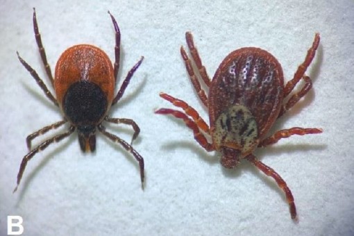 Picture: The photo shows a close-up of two female ticks, on the left a specimen of Ixodes ricinus and on the right a specimen of Dermacentor reticulatus.