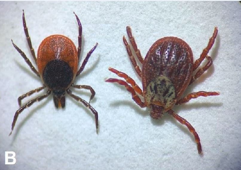 Abbildung: Das Foto zeigt in Groß-Aufnahme zwei Zecken-Weibchen, links im Bild ein Exemplar von Ixodes ricinus und rechts ein Exemplar von Dermacentor reticulatus.