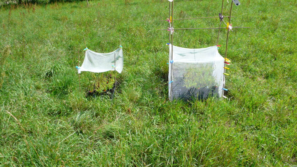 Abbildung: Das Foto zeigt eine grüne Wiese im Sonnenschein mit zwei nebeneinander liegenden Experimentier-Stellen. An der linken Stelle steht eine rechteckige schwarze Schale mit Pflanzen darin im Gras. Im Boden um die Schale herum stecken an den vier Ecken dünne Holzstäbe, an denen mit Klammern ein transparentes weißes Tuch als Baldachin über den Pflanzen aufgespannt ist. An der rechten Experimentier-Stelle stehen Pflanzen in schwarzen Blumentöpfen auf einer ebenfalls schwarzen, einige Zentimeter hohen Unterlage mit Öffnungen darin. Auch hier stecken vier Holzstäbe im Boden, an denen mit Klammern ein transparentes weißes Tuch in Würfelform befestigt ist, das die Pflanzen komplett von allen Seiten umschließt.