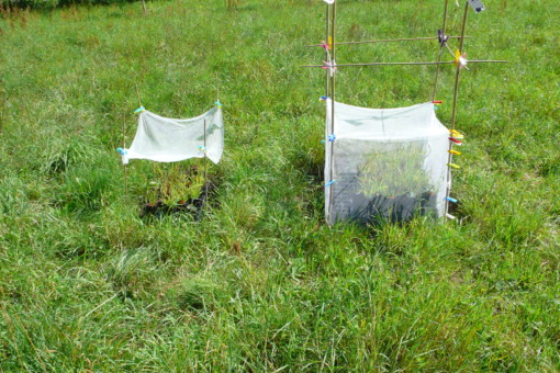 Abbildung: Das Foto zeigt eine grüne Wiese im Sonnenschein mit zwei nebeneinander liegenden Experimentier-Stellen. An der linken Stelle steht eine rechteckige schwarze Schale mit Pflanzen darin im Gras. Im Boden um die Schale herum stecken an den vier Ecken dünne Holzstäbe, an denen mit Klammern ein transparentes weißes Tuch als Baldachin über den Pflanzen aufgespannt ist. An der rechten Experimentier-Stelle stehen Pflanzen in schwarzen Blumentöpfen auf einer ebenfalls schwarzen, einige Zentimeter hohen Unterlage mit Öffnungen darin. Auch hier stecken vier Holzstäbe im Boden, an denen mit Klammern ein transparentes weißes Tuch in Würfelform befestigt ist, das die Pflanzen komplett von allen Seiten umschließt.