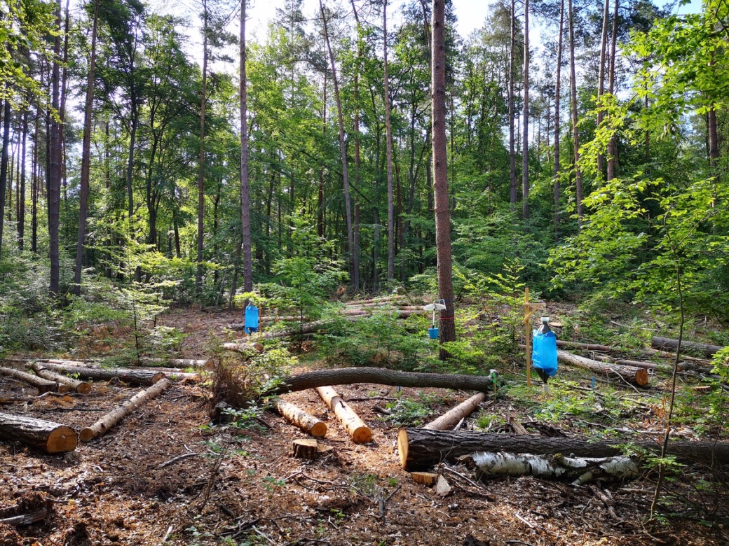 Abbildung: Das Foto zeigt eine Stelle im Wald mit abgeholzten Bäumen, zwischen denen drei Lichtfallen aufgestellt sind.