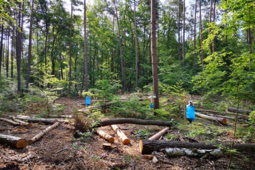 Abbildung: Das Foto zeigt eine Stelle im Wald mit abgeholzten Bäumen, zwischen denen drei Lichtfallen aufgestellt sind.