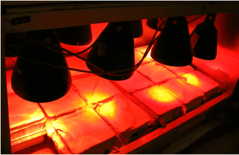 Abbildung: Das Foto zeigt zeigt abgedeckte Bodenproben unter Wärmelampen zur Extraktion durch Hitze.