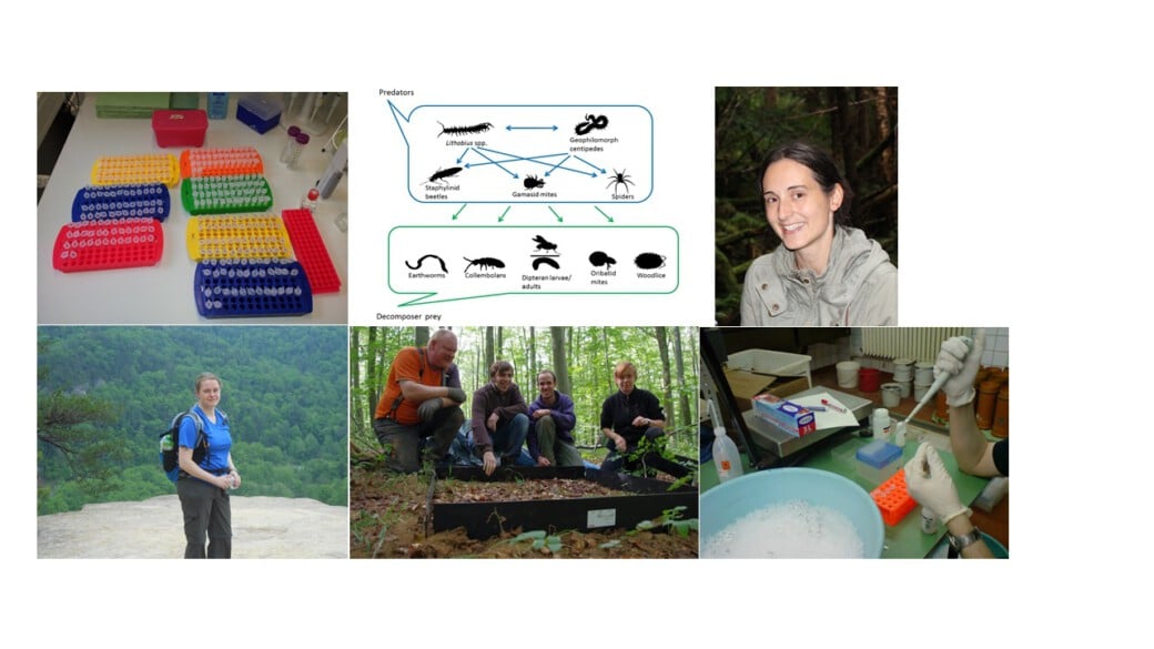 Picture: The collage includes five photos and a diagram. Photo one shows sample tubes in seven different colored collection containers in orange, yellow, blue, red, and green. Photo two shows a female scientist smiling at the camera in the forest. Photo three shows a female scientist smiling at the camera with a backpack on a rocky plateau, with forested slopes in the background. Photo four shows four scientists crouching on the forest floor smiling at the camera in front of a square piece of ground marked with low black dividers. Photo five shows laboratory utensils in a room and two hands, the right hand holding a pipette and the left hand holding a sample tube. The diagram contrasts forest-dwelling predatory insects and composting insects in a graph.