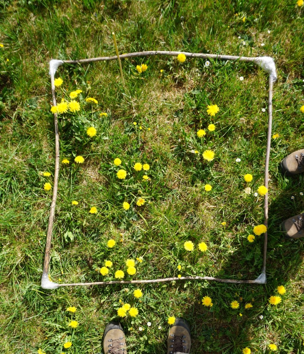 Picture: The photo shows a meadow with grass and flowering dandelions, taken from above. On the ground, a frame of four thin branches of equal length and fairly straight growth is placed to delimit the experimental area. The photo serves as a quadrant image to assess the floral cover of the experimental area.